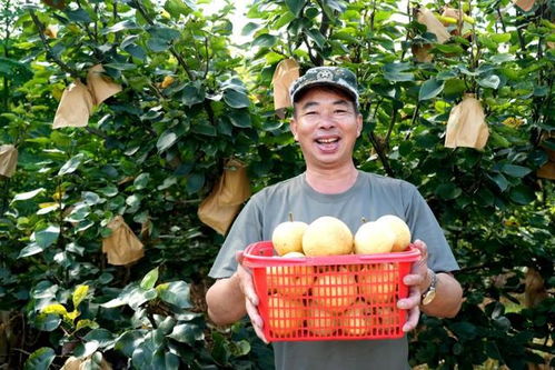 福建永定臺灣脆梨豐收上市，生態農業守護無脊椎動物多樣性